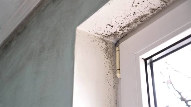 Best Residential Mold Removal  in South Hooksett, NH