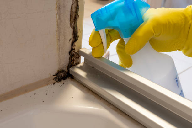 Best Office Mold Removal Services  in South Hooksett, NH