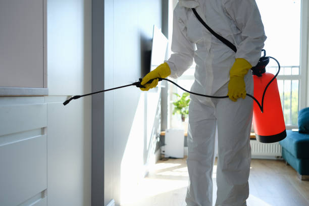 Best Local Mold Removal Service  in South Hooksett, NH