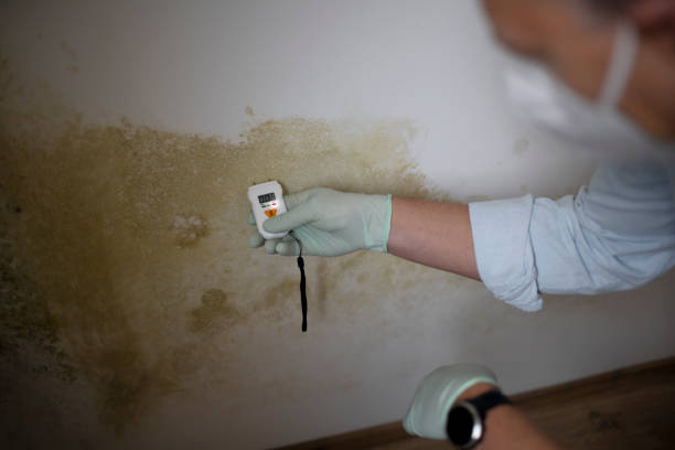 Best Certified Mold Removal  in South Hooksett, NH