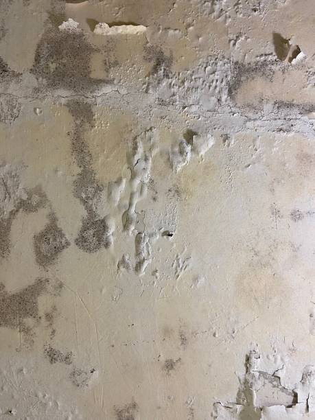 Best Office Mold Removal Services  in South Hooksett, NH