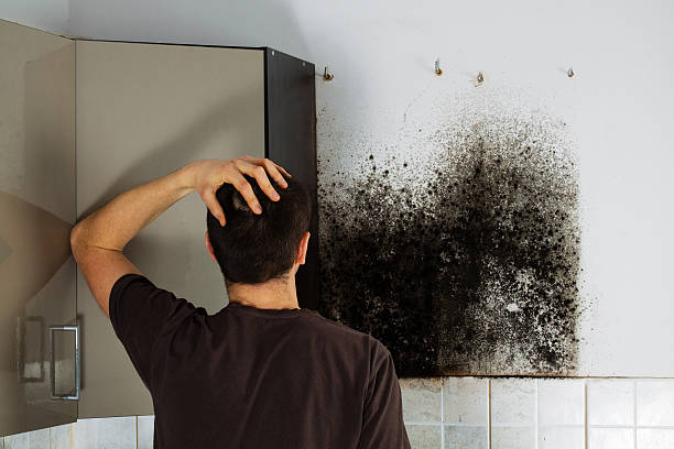 Best Emergency Mold Removal  in South Hooksett, NH