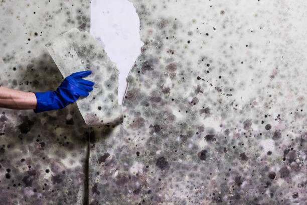 Best Mold Damage Repair  in South Hooksett, NH