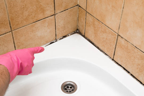 Best Attic Mold Removal  in South Hooksett, NH